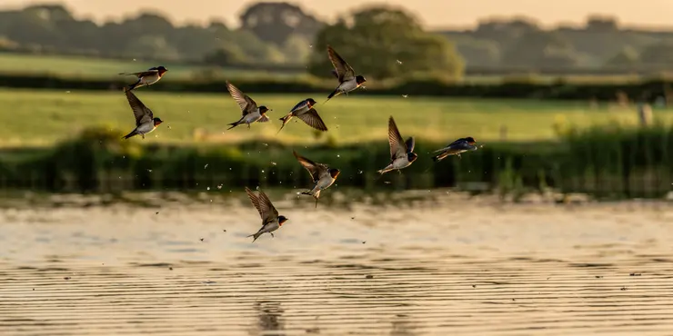 Are there any native mosquito predators in the UK?